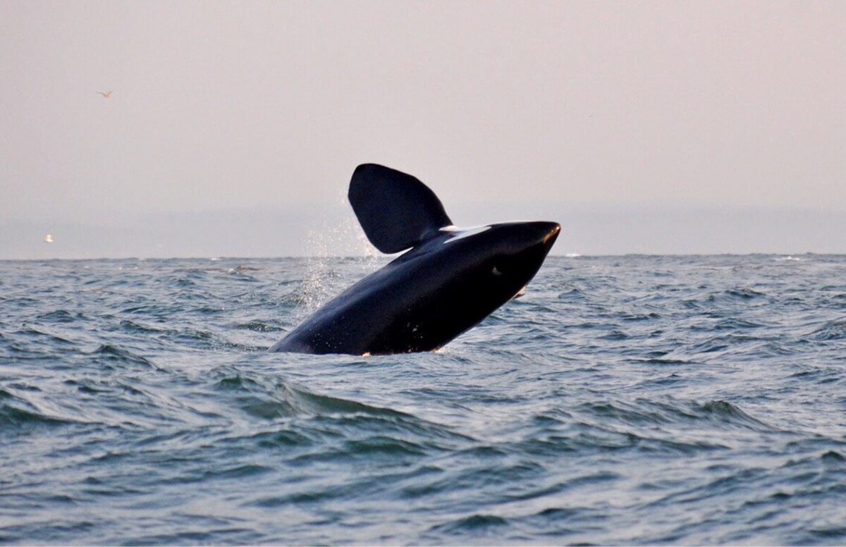 Whale Watching in San Juan Islands